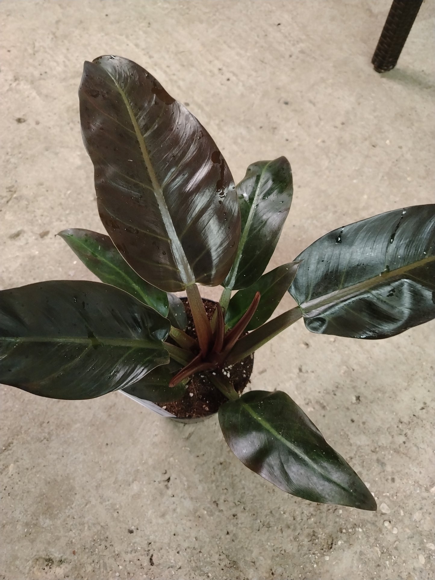 Philodendron imperial red