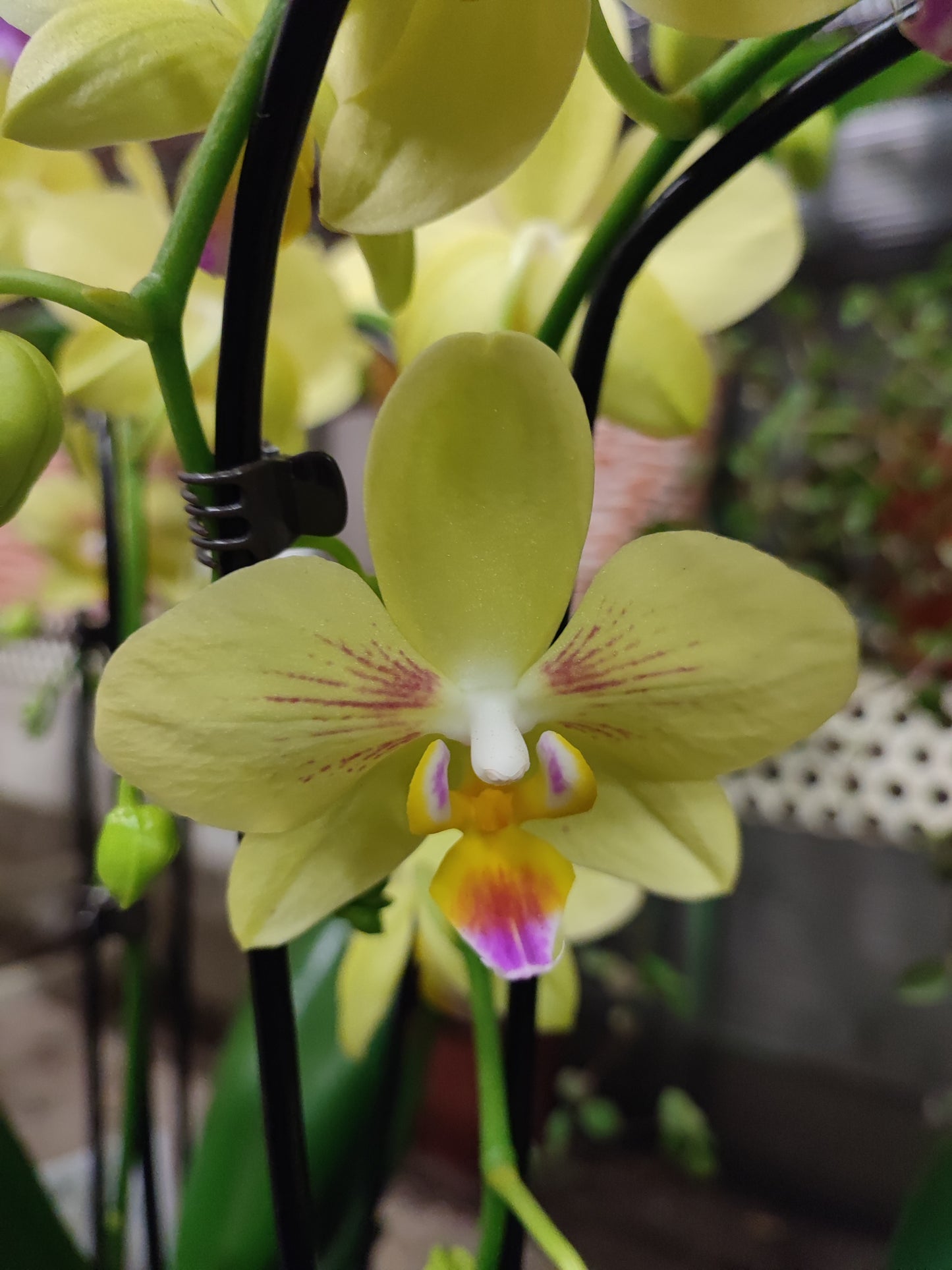 Orchidea phalaenopsis