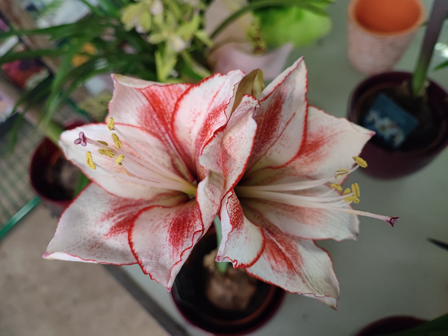 Hippeastrum