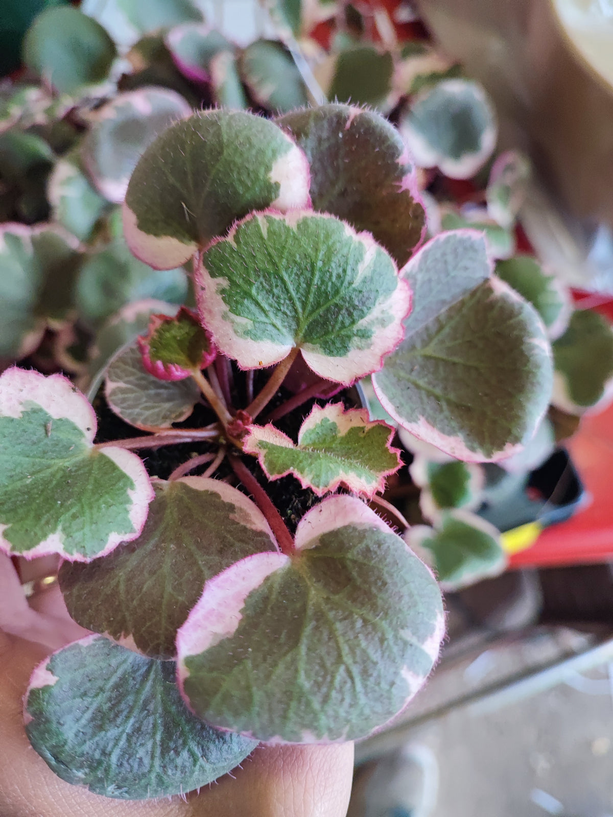 Saxifraga stolonifera variegata