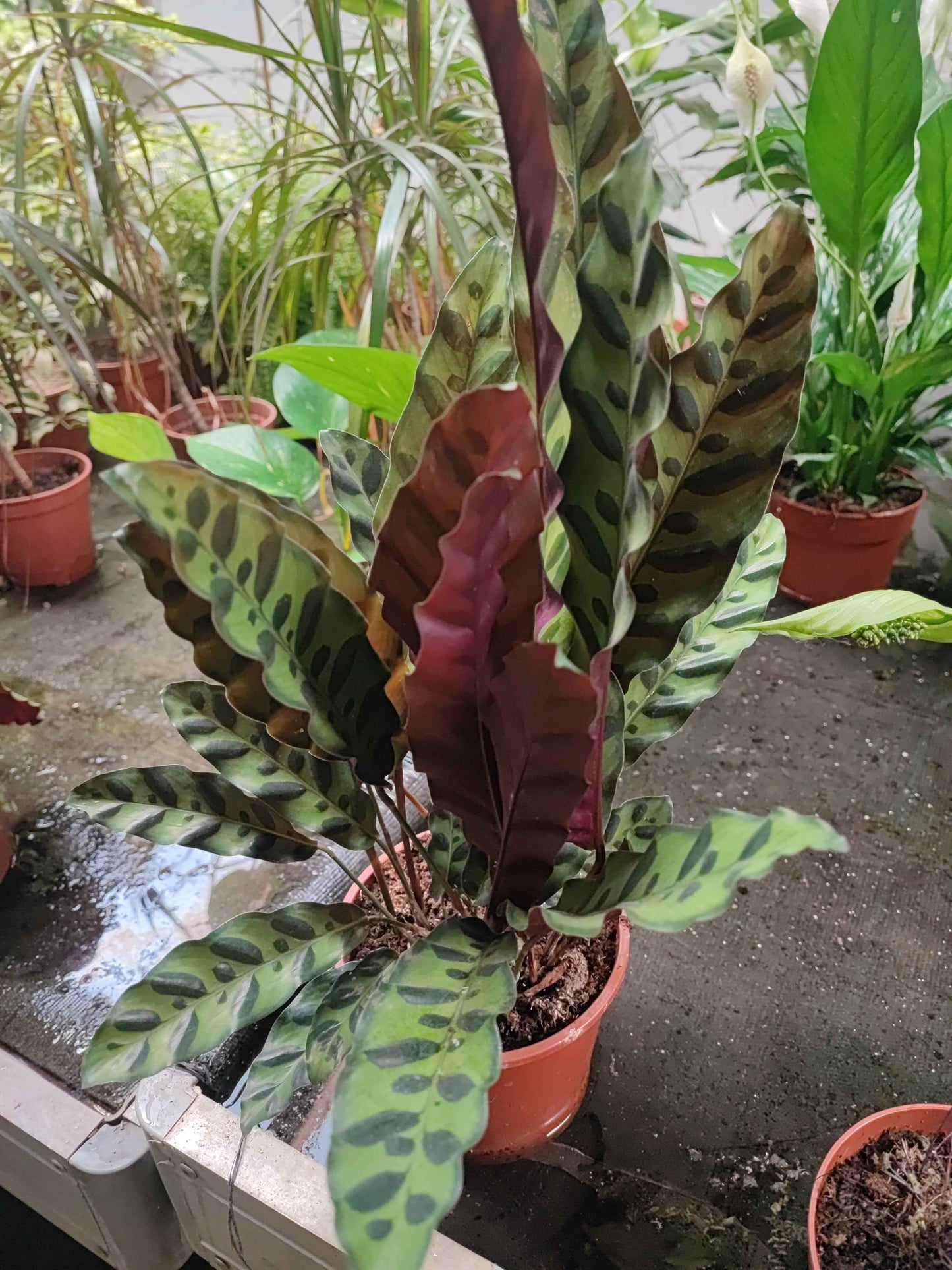 Calathea mayokana