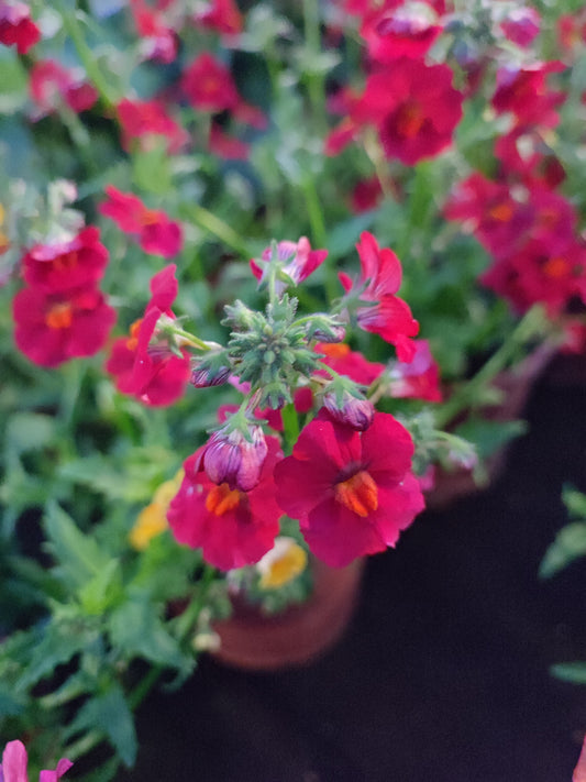 Nemesia