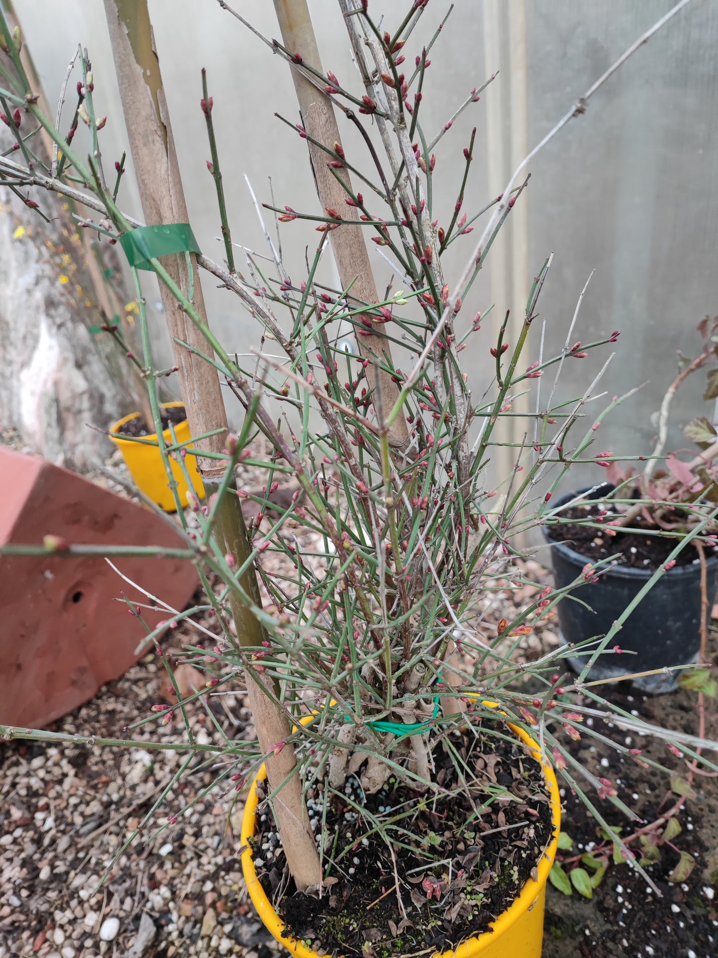 Gelsomino nudiflorum