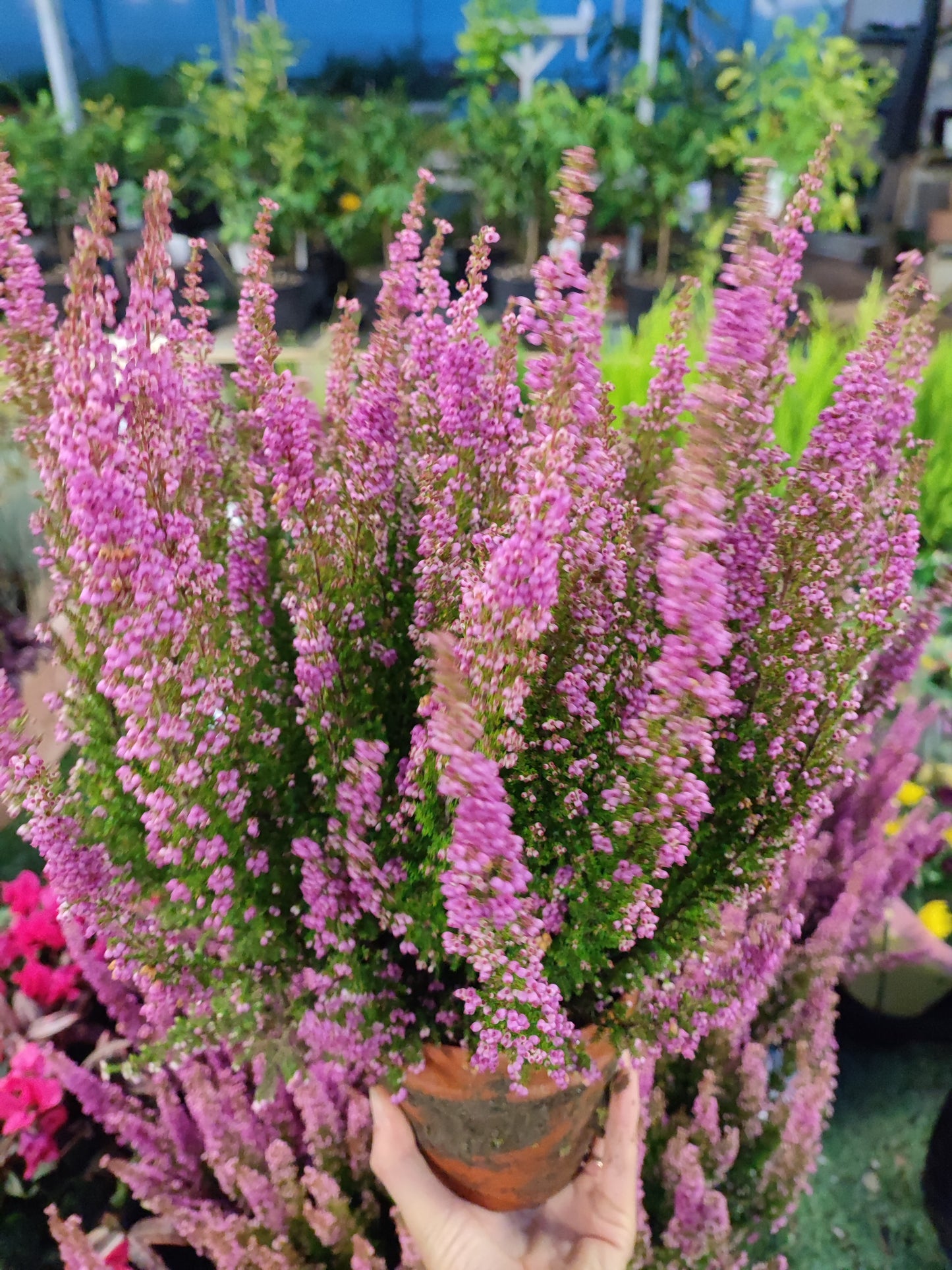 Erica gracilis