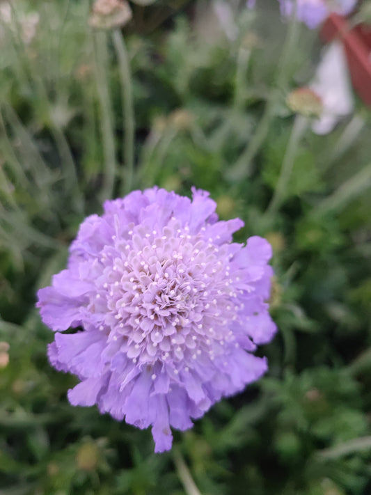 Scabiosa Butterfly blu