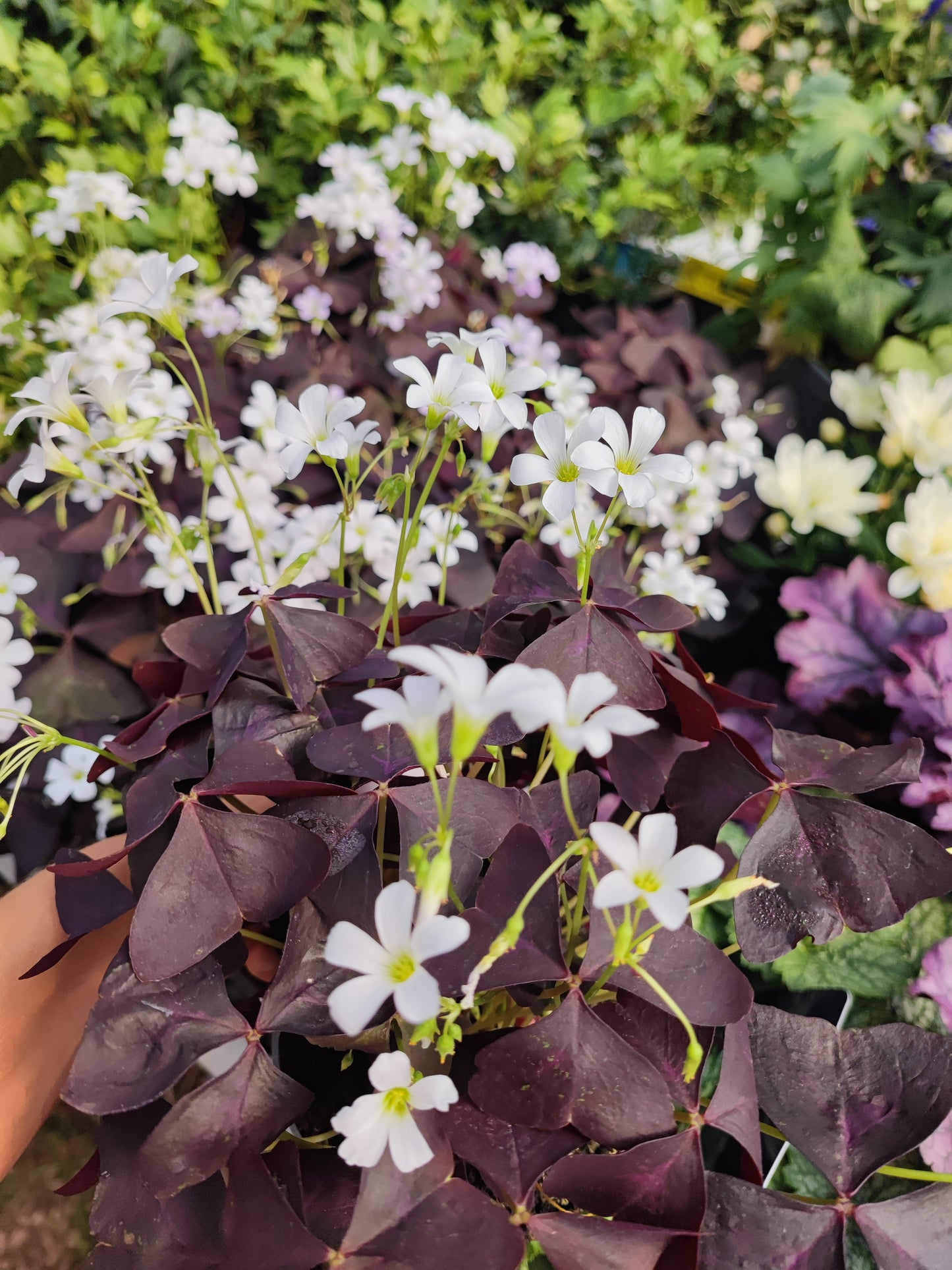 Oxalis triangularis