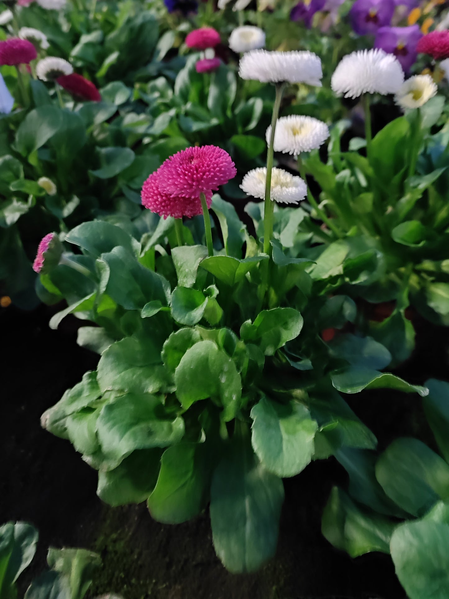 Bellis