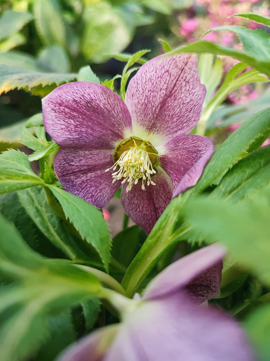 Helleborus viv victoria