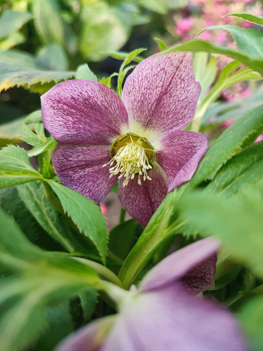 Helleborus viv victoria