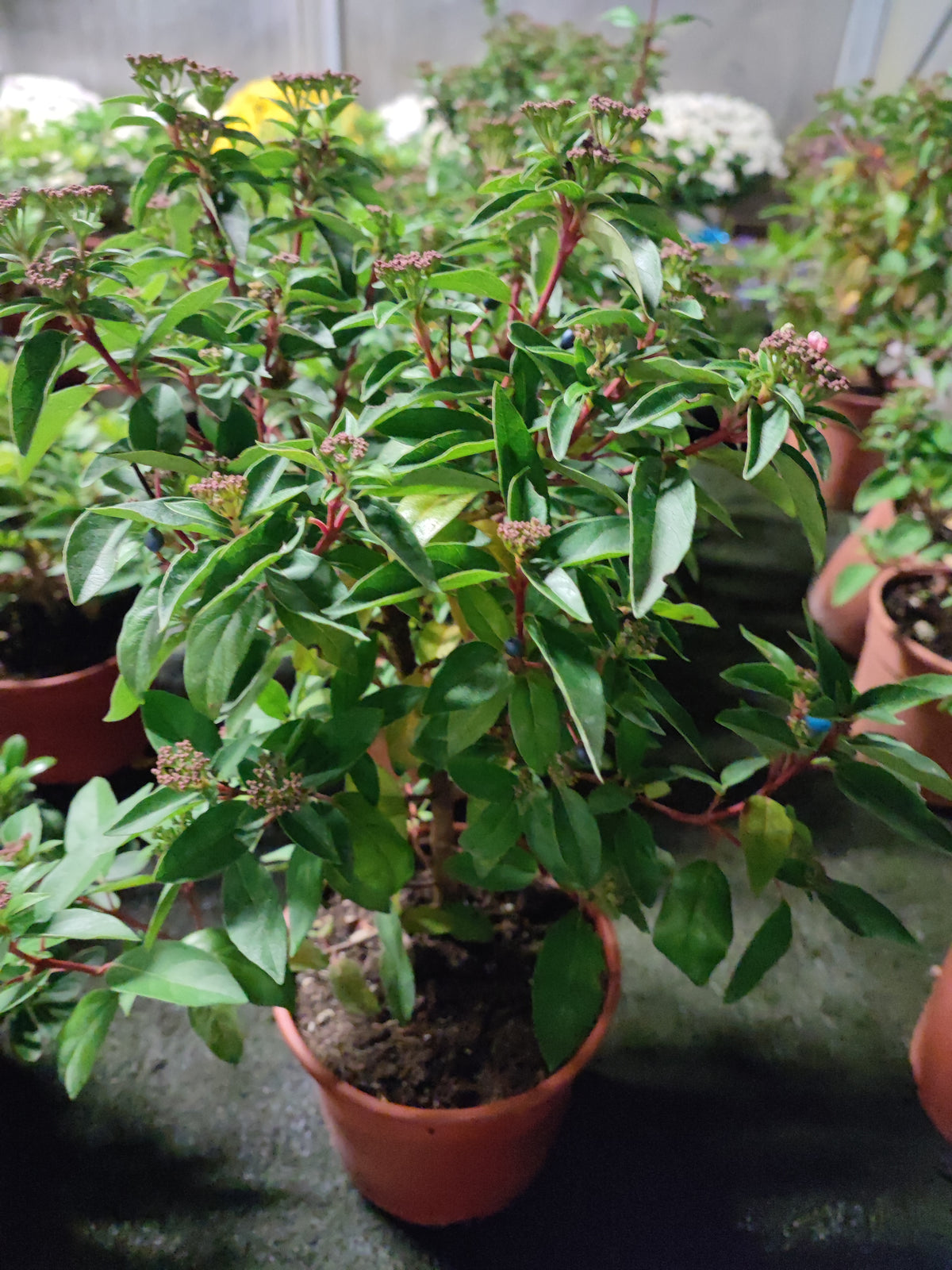 Viburnum tinus - Valmaflor