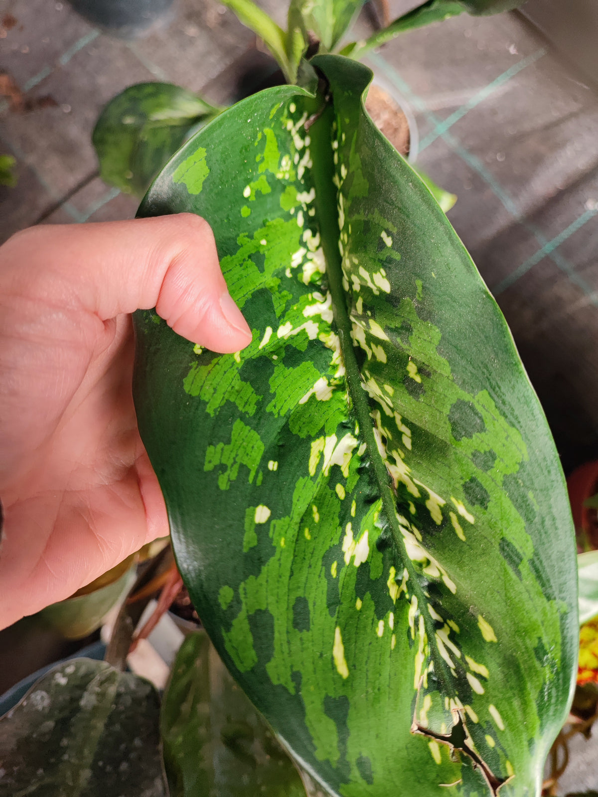 Dieffenbachia crocodile
