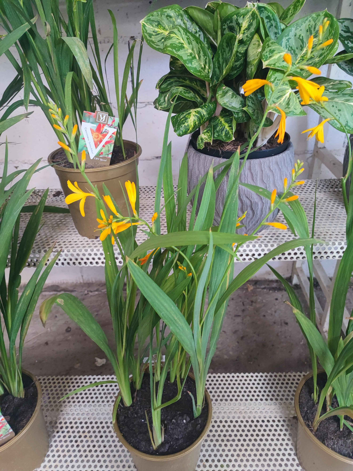 Crocosmia