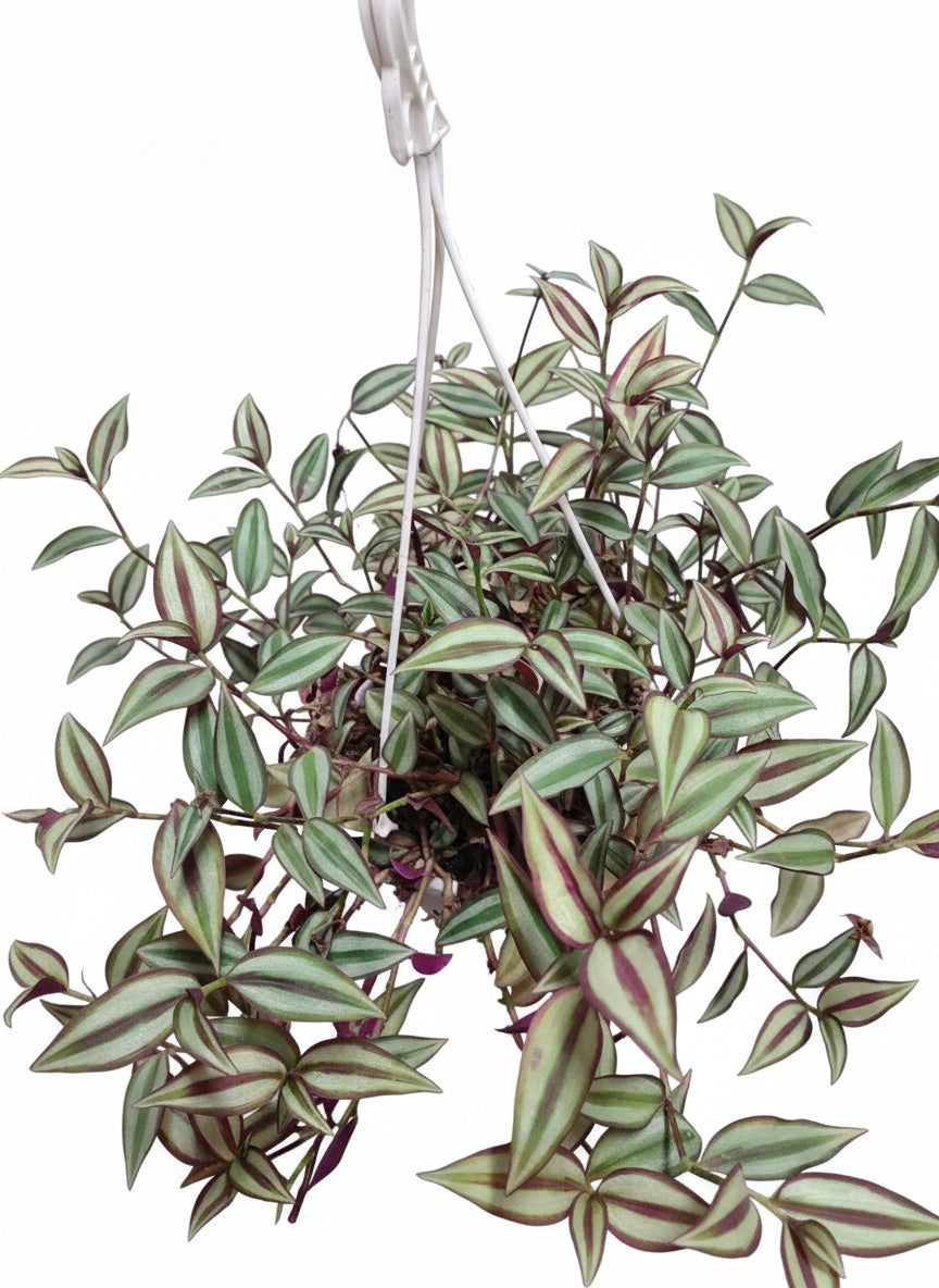 Tradescantia zebrina in basket
