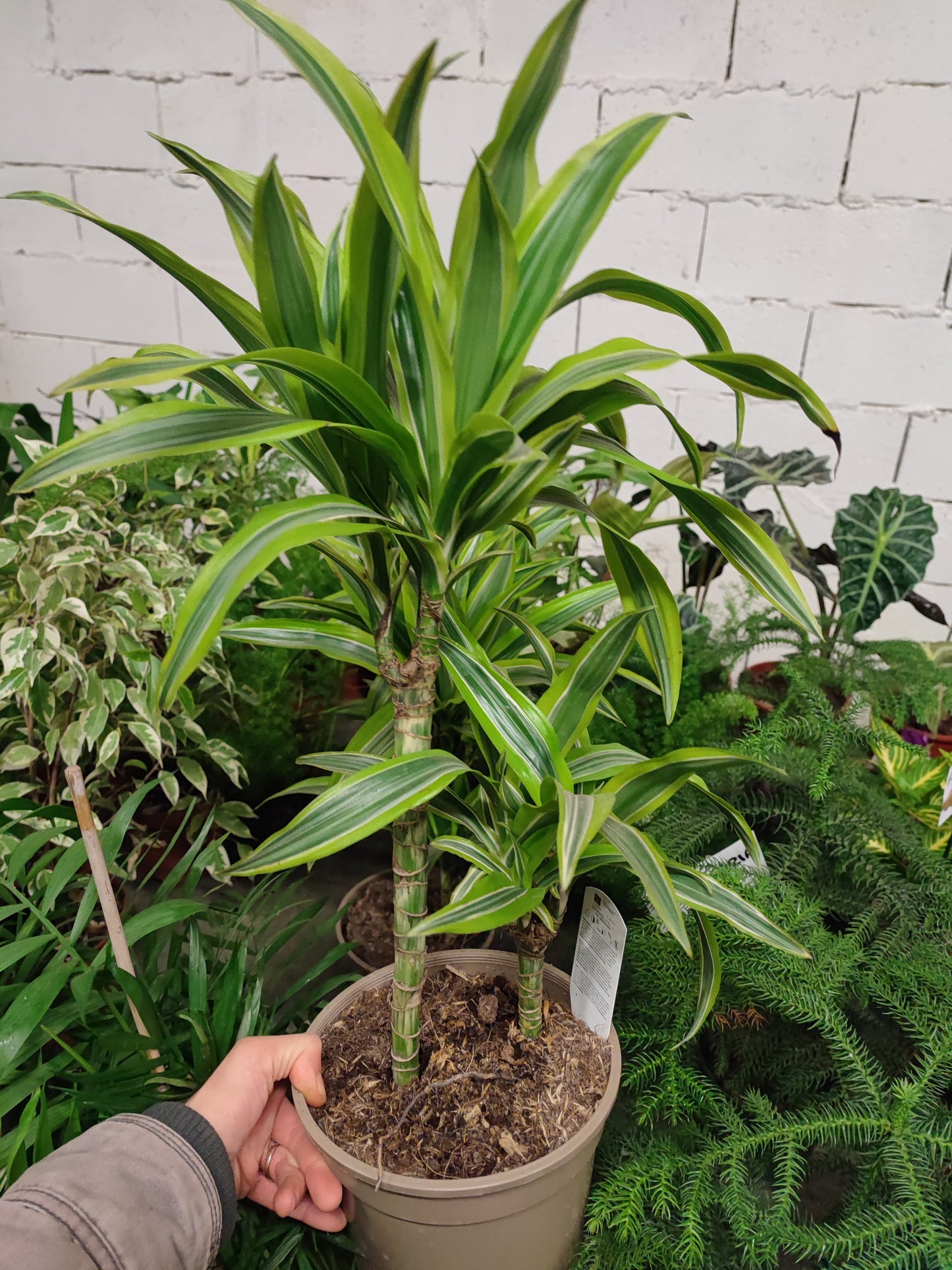 Dracaena lemon lime