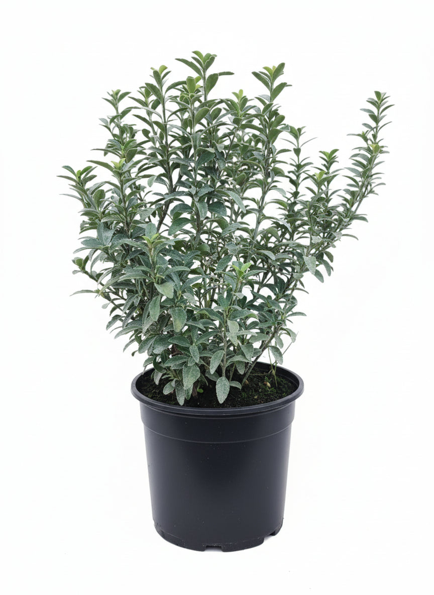 Euonymus "Benkomasaki"