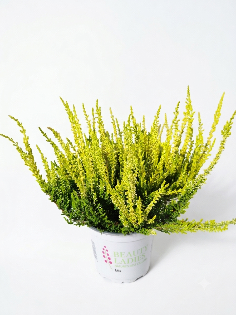 Calluna vulgaris