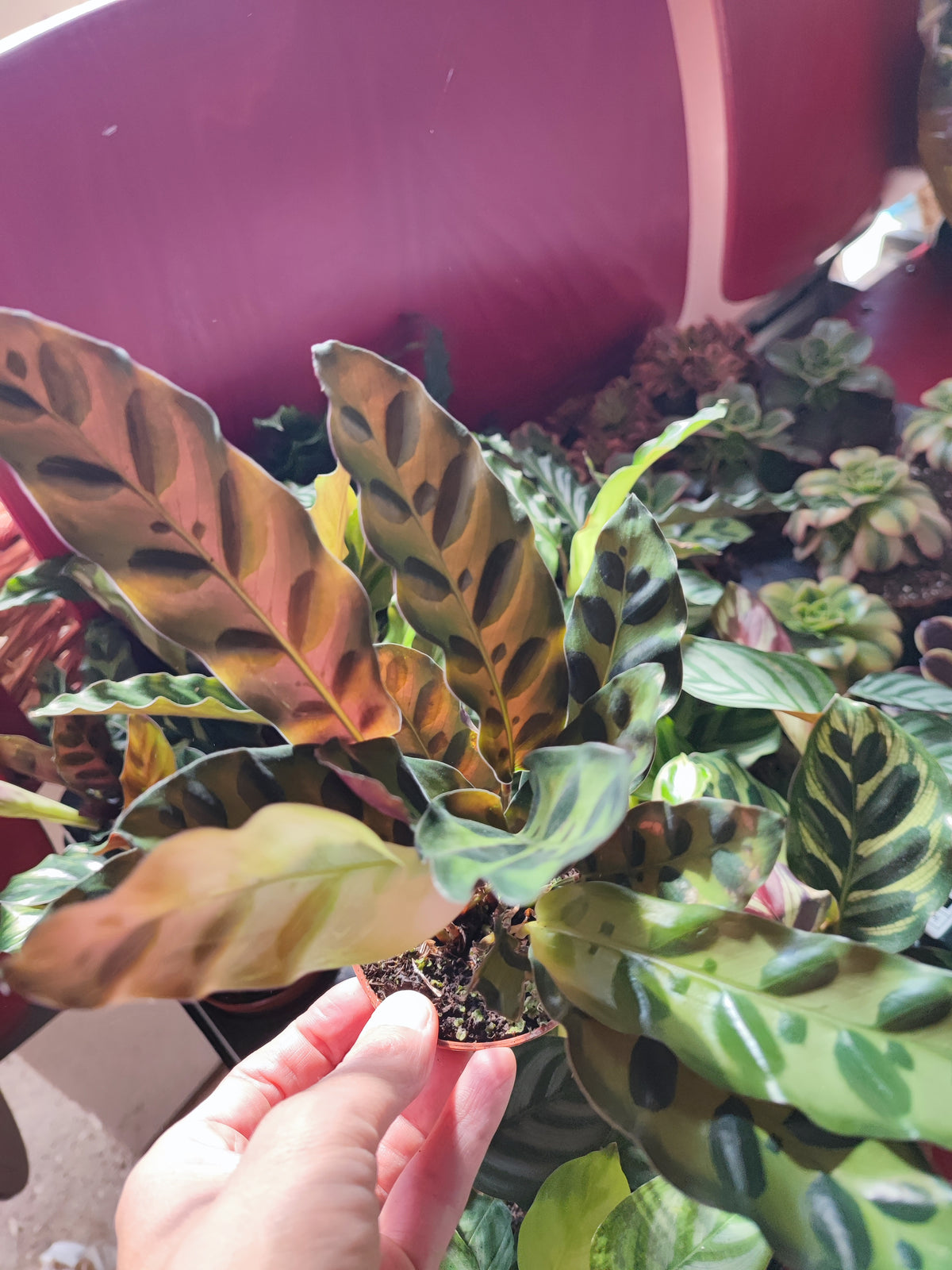 Calathea mix