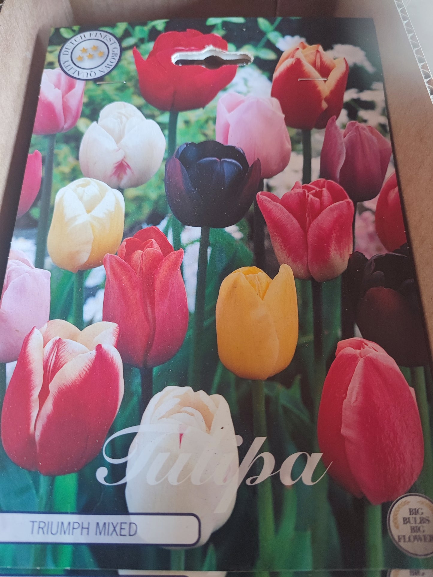 Bulbi tulipano