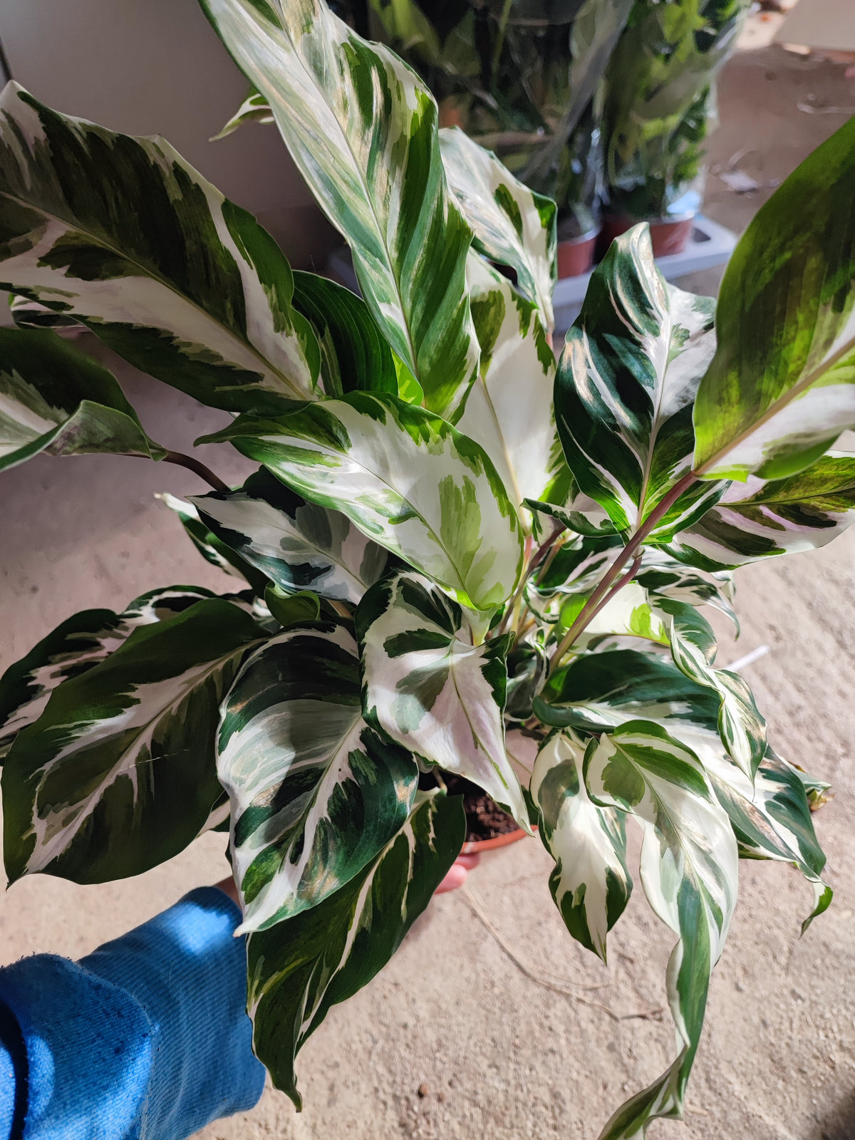 Calathea stella