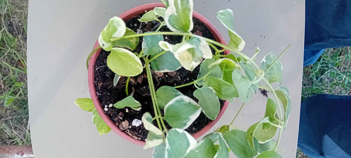 Vinca Major variegata