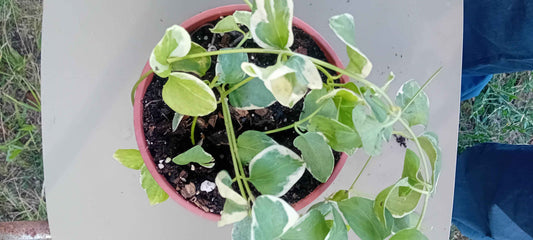 Vinca Major variegata