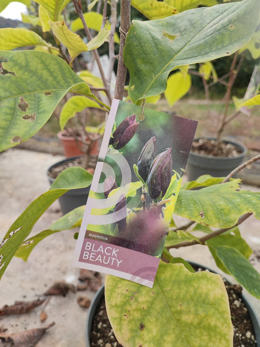 Magnolia black beauty