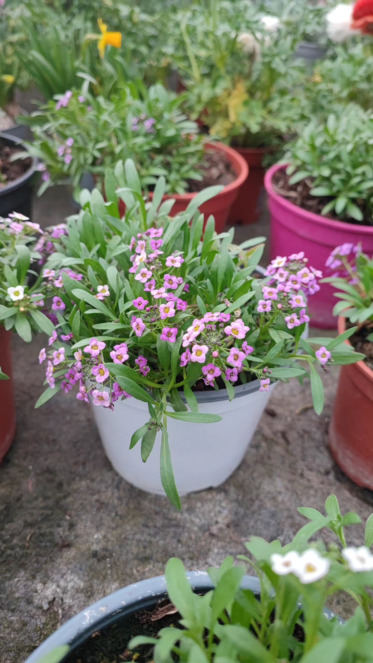 Lobularia