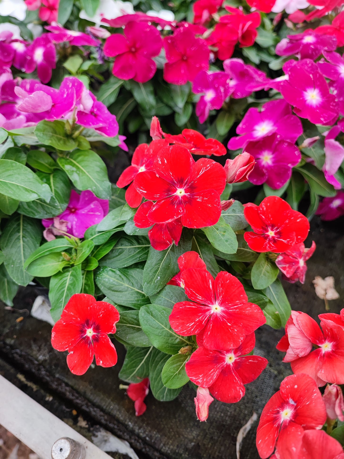Vinca