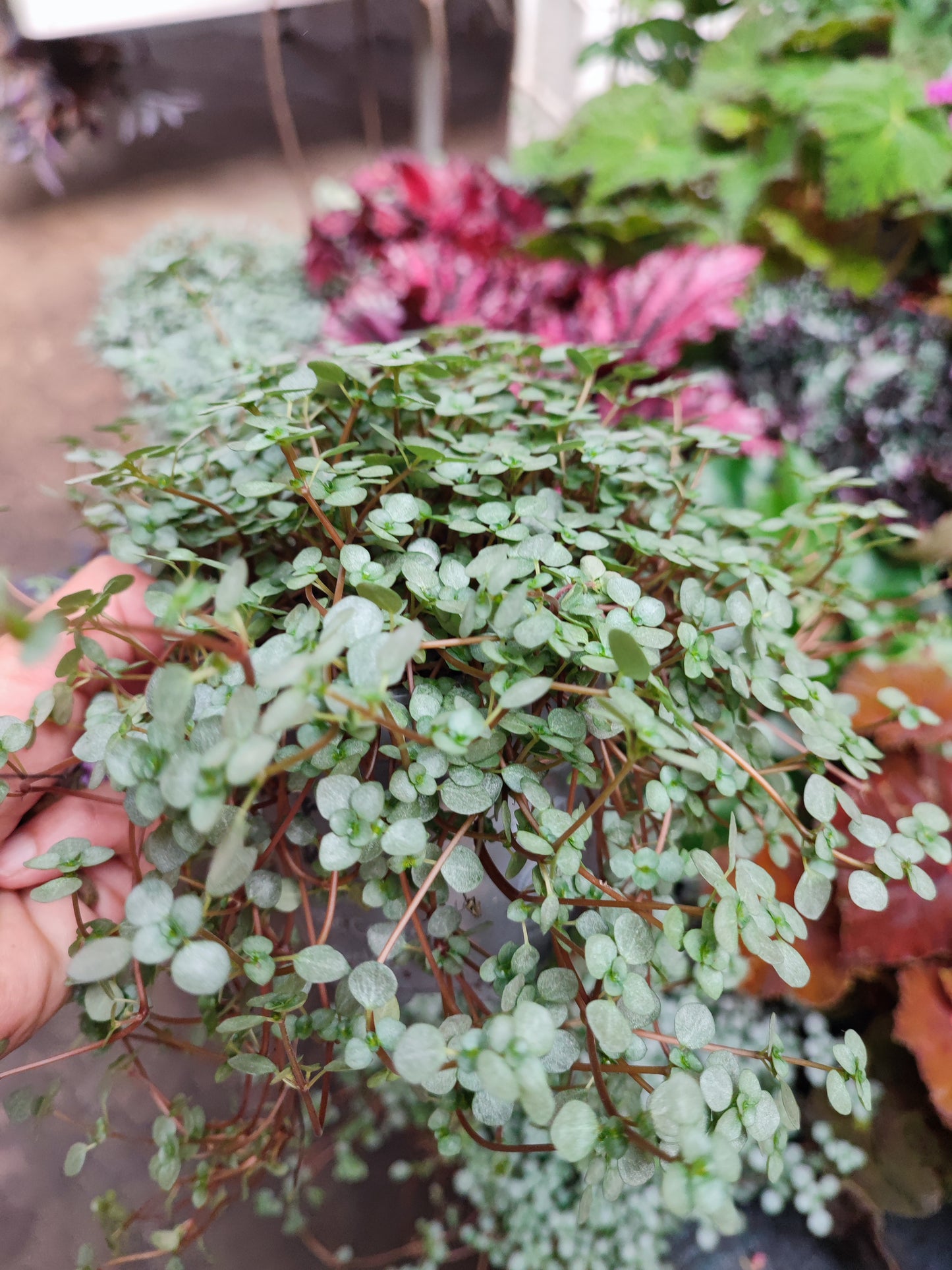 Pilea glaucophylla greyzy