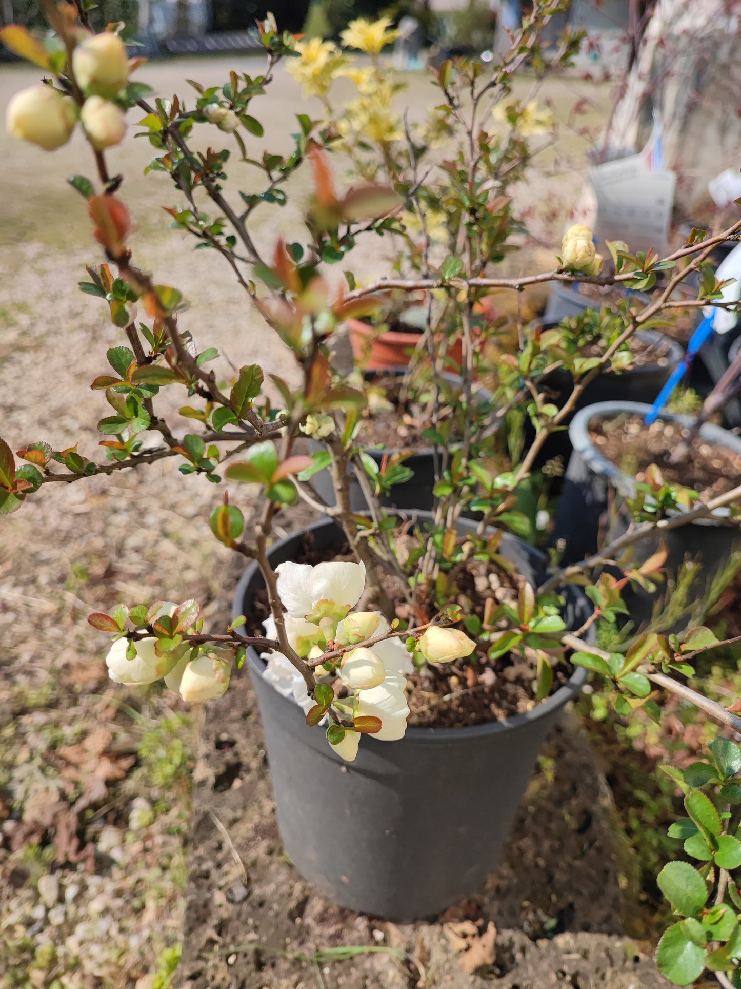 Chaenomeles