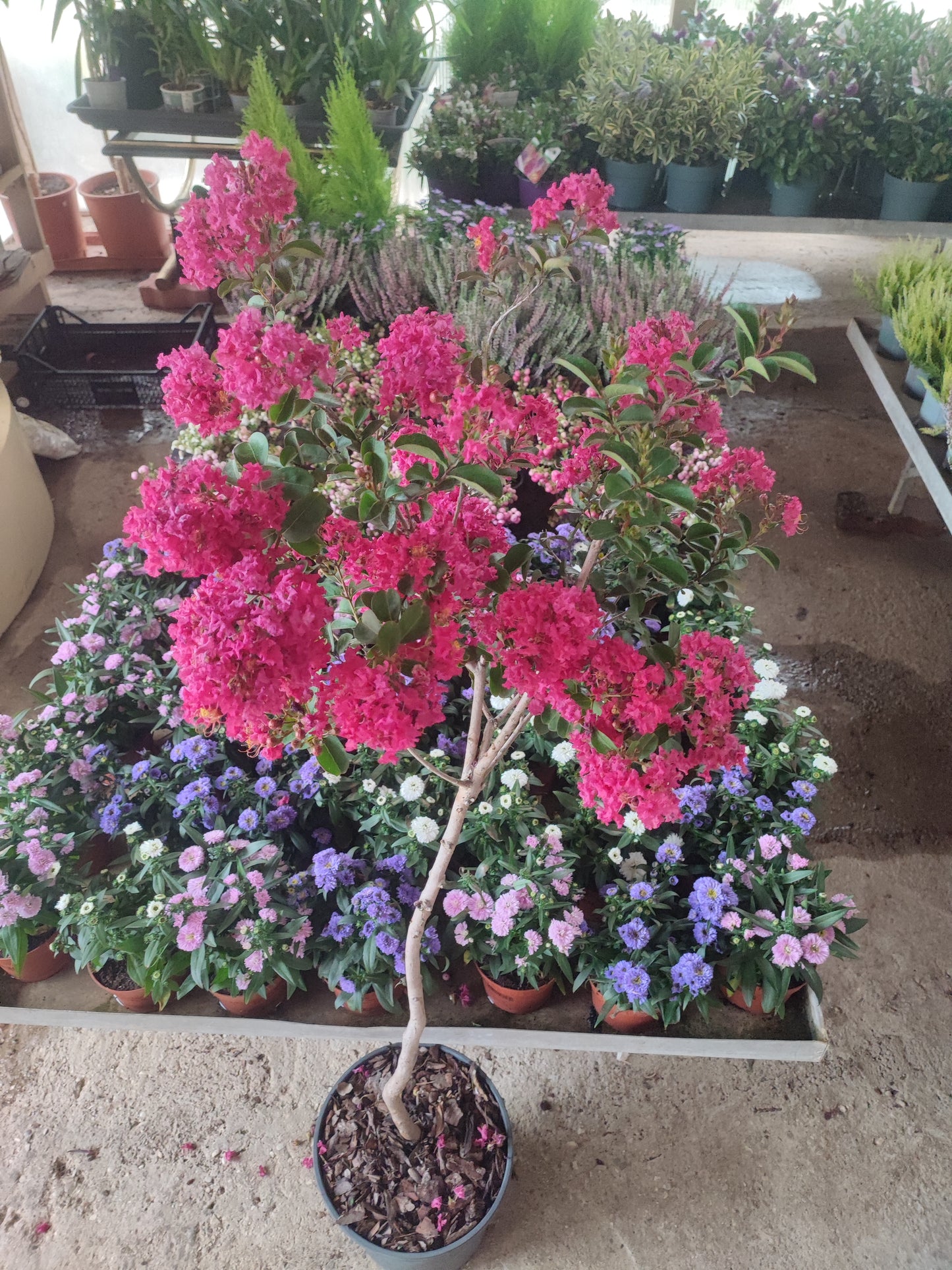 Lagerstroemia indica alberello