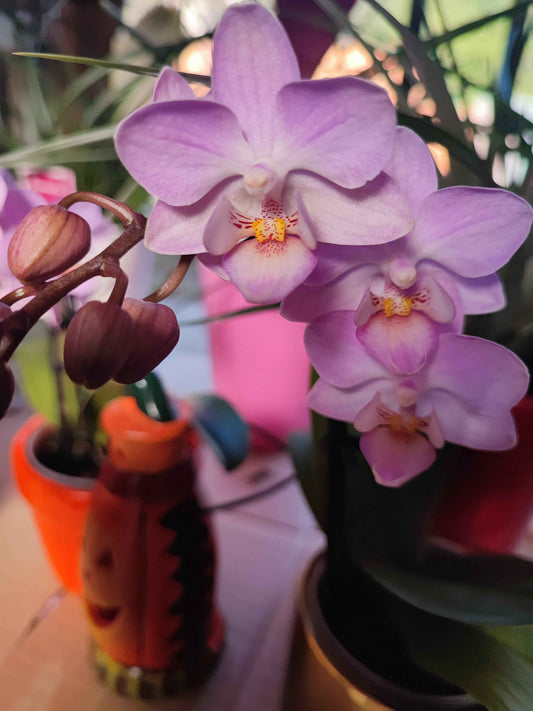 Orchidea/phalaenopsis