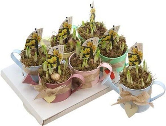 Narcisi con annaffiatoio