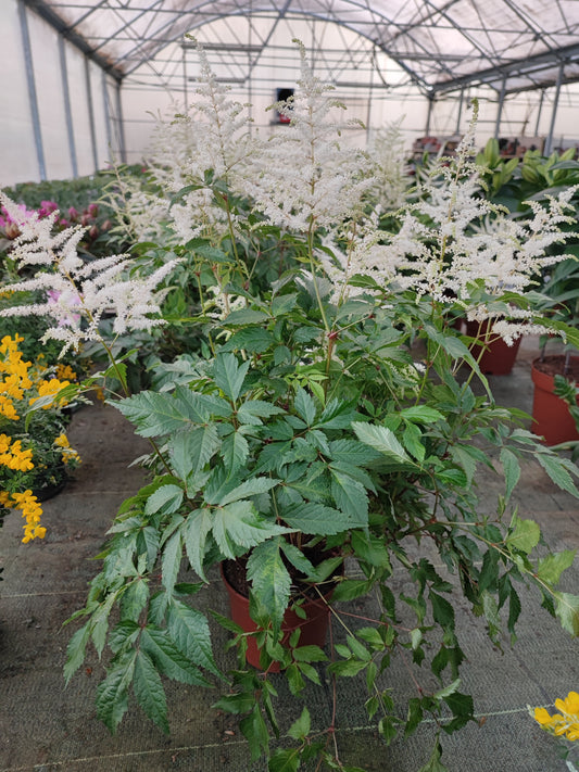 Astilbe