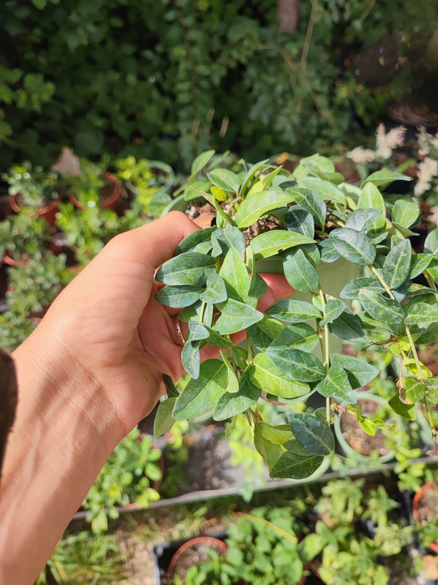 Vinca major