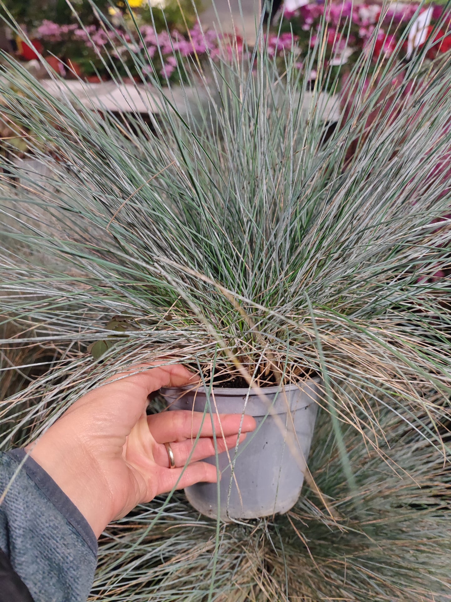 Festuca - Valmaflor