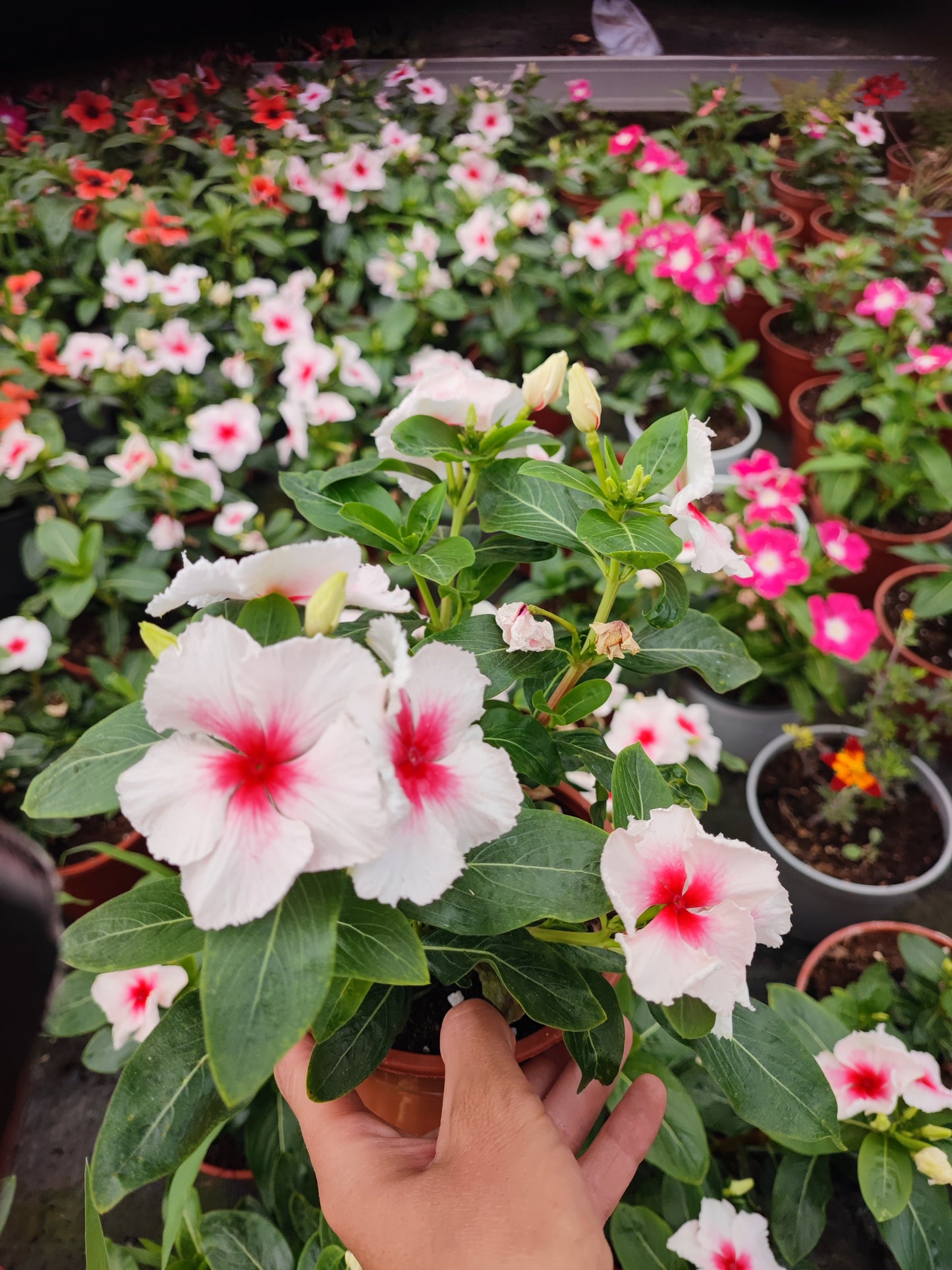 Catharanthus