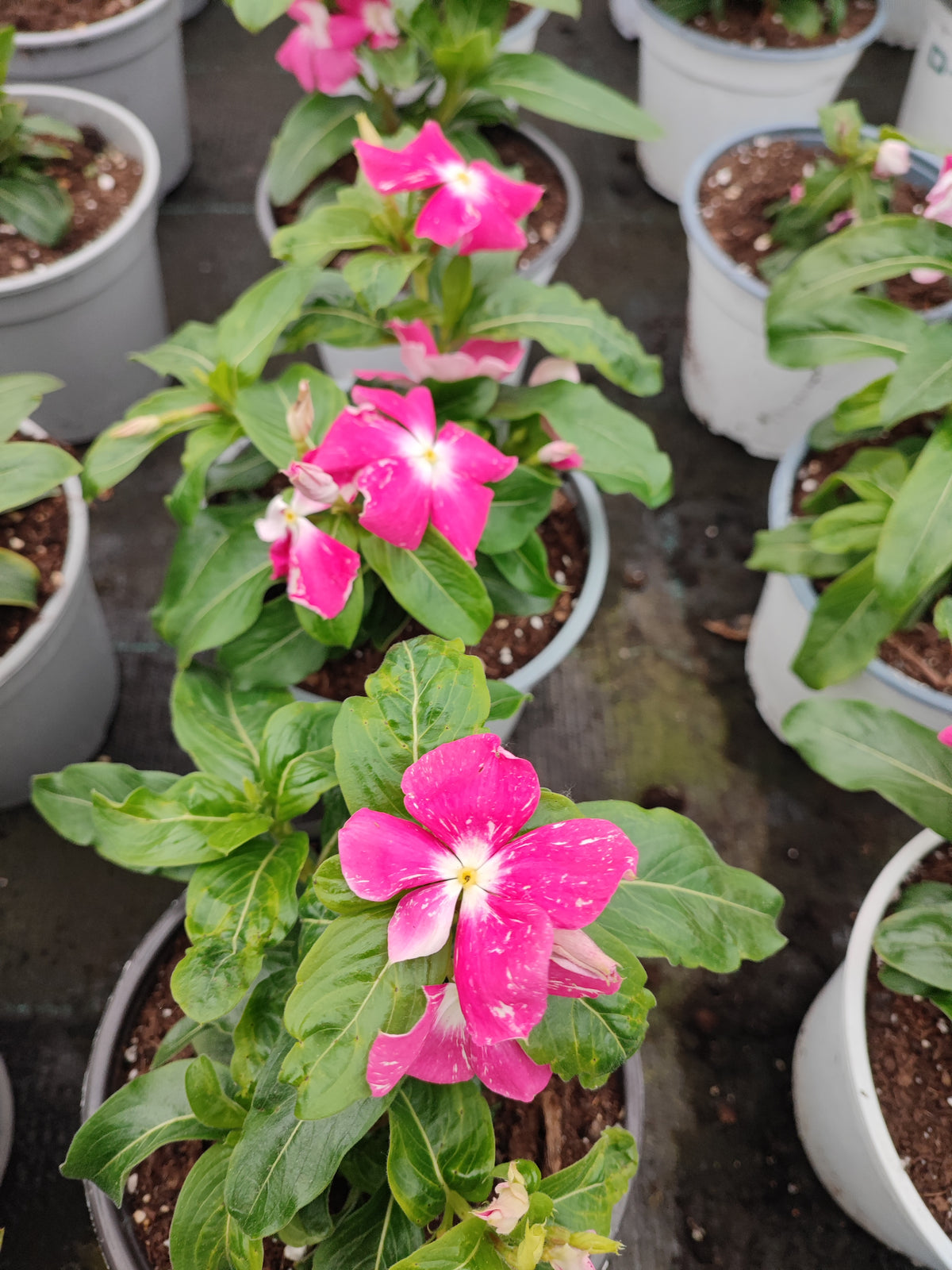 Catharanthus