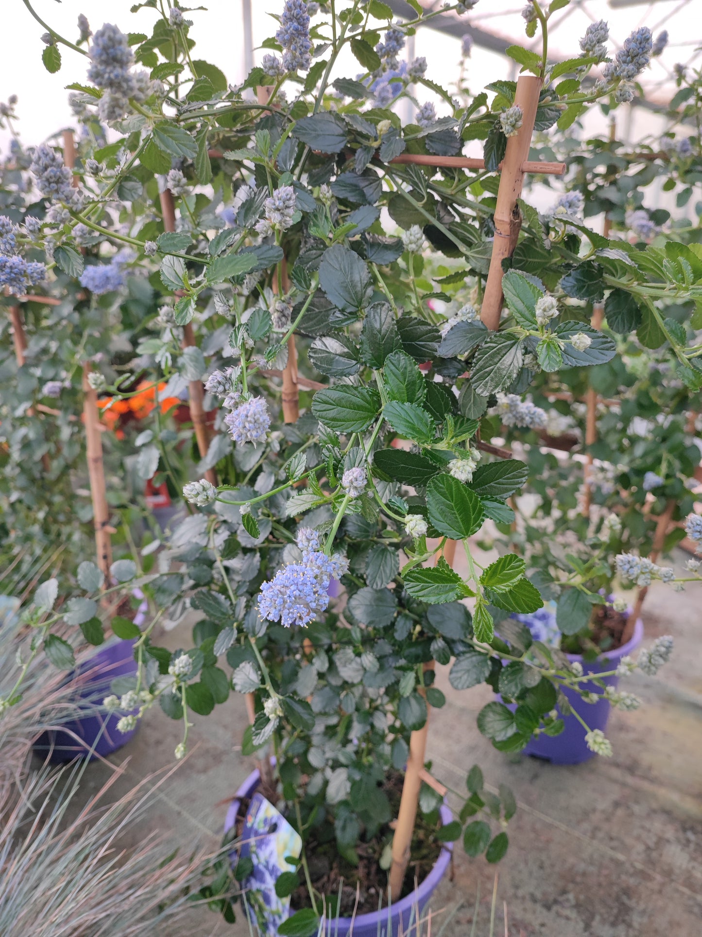 Ceanothus repens
