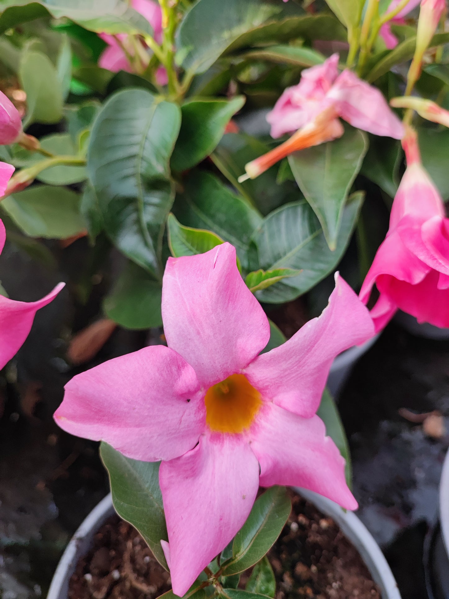Dipladenia Sudanville