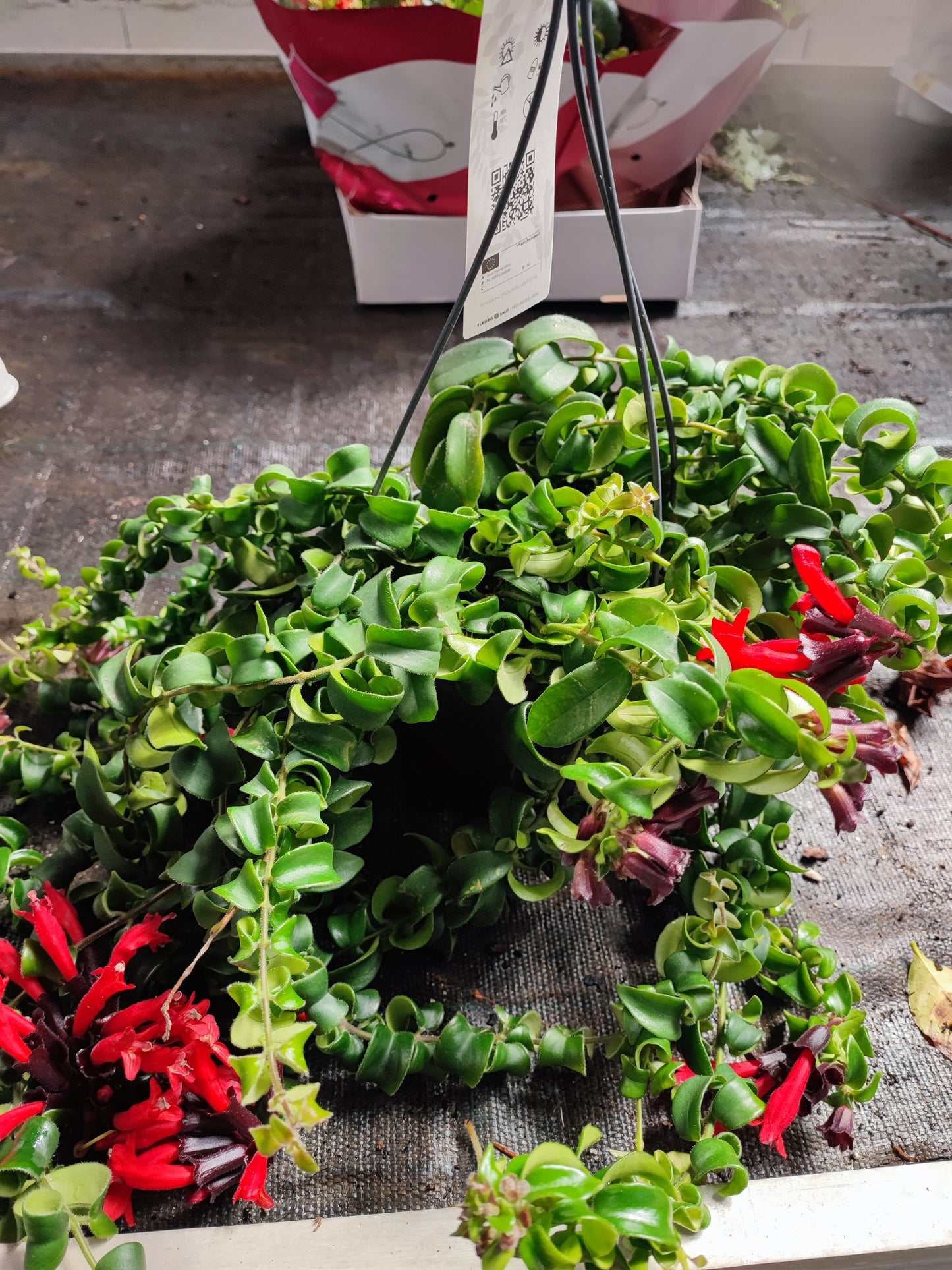 Aeschynanthus Bluster