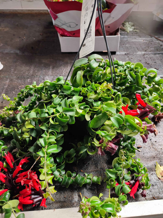Aeschynanthus Bluster
