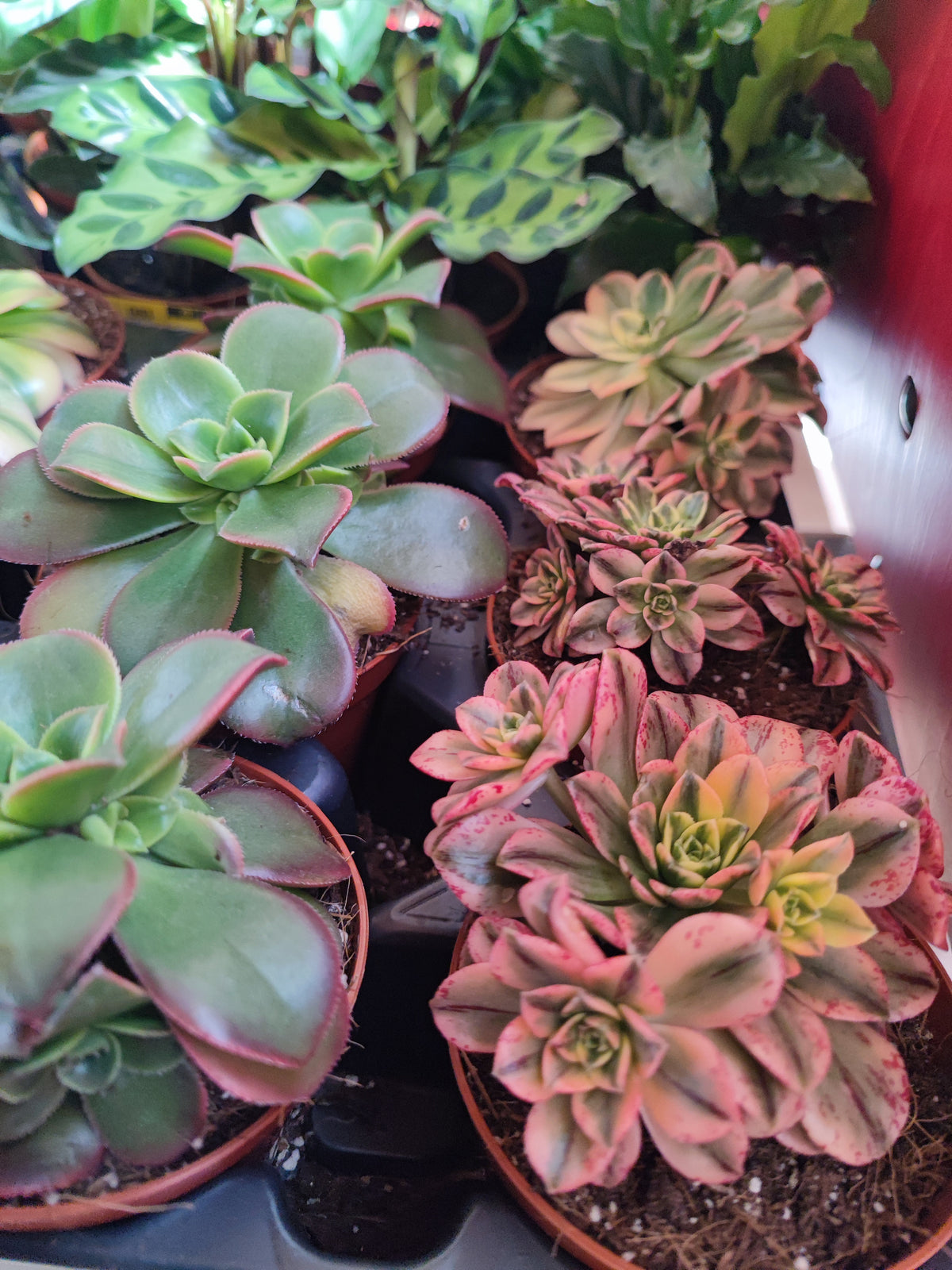 Aeonium