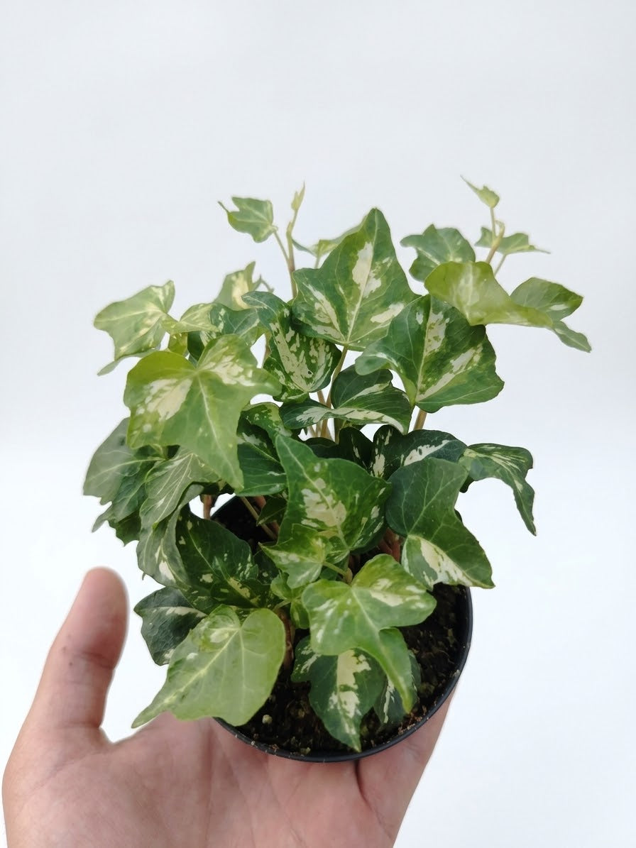Edera golden jytte