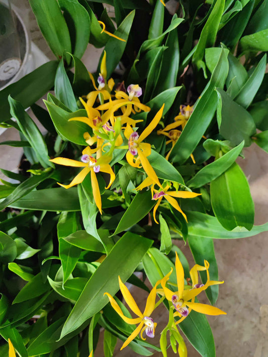 Encyclia autumn glow