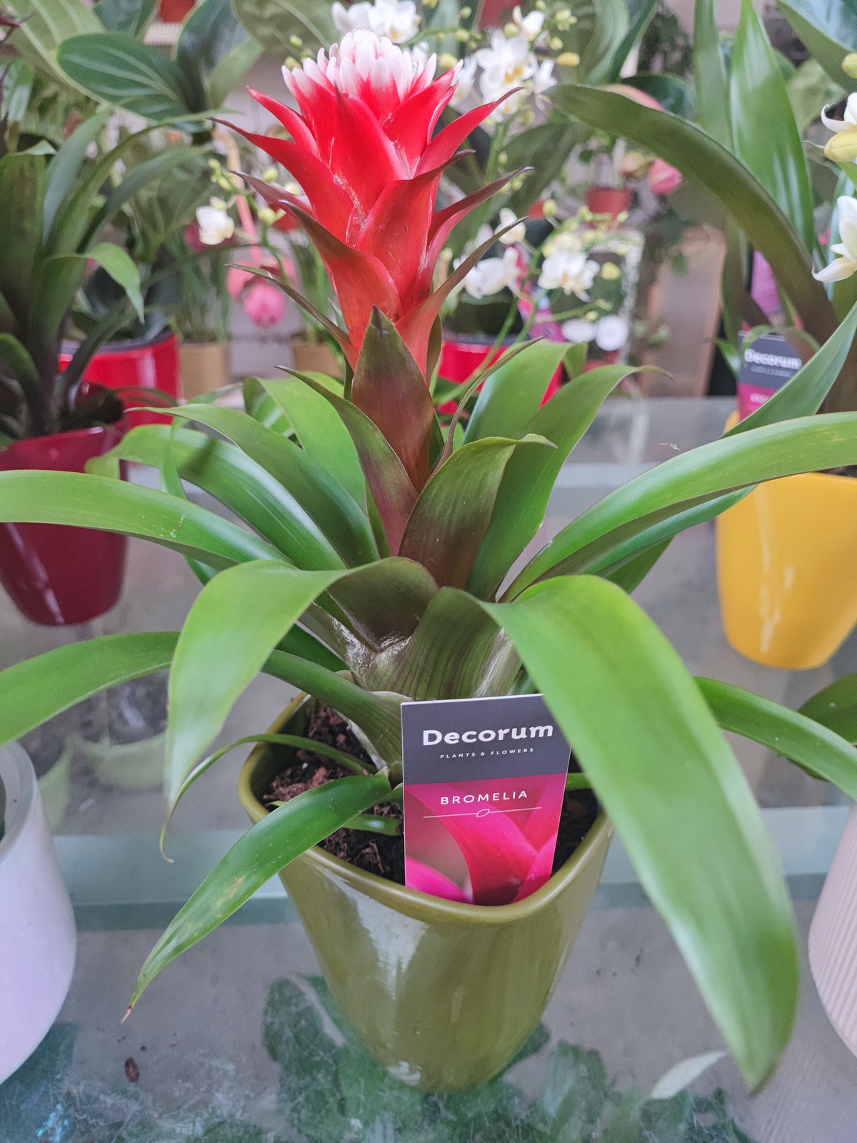 Guzmania