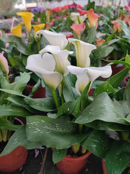 Calla