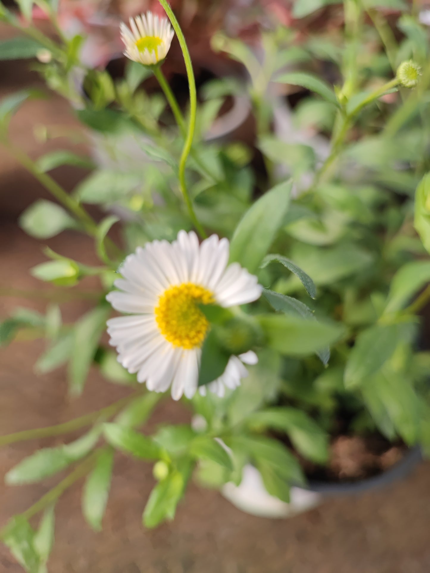 Erigeron Karvinskianus