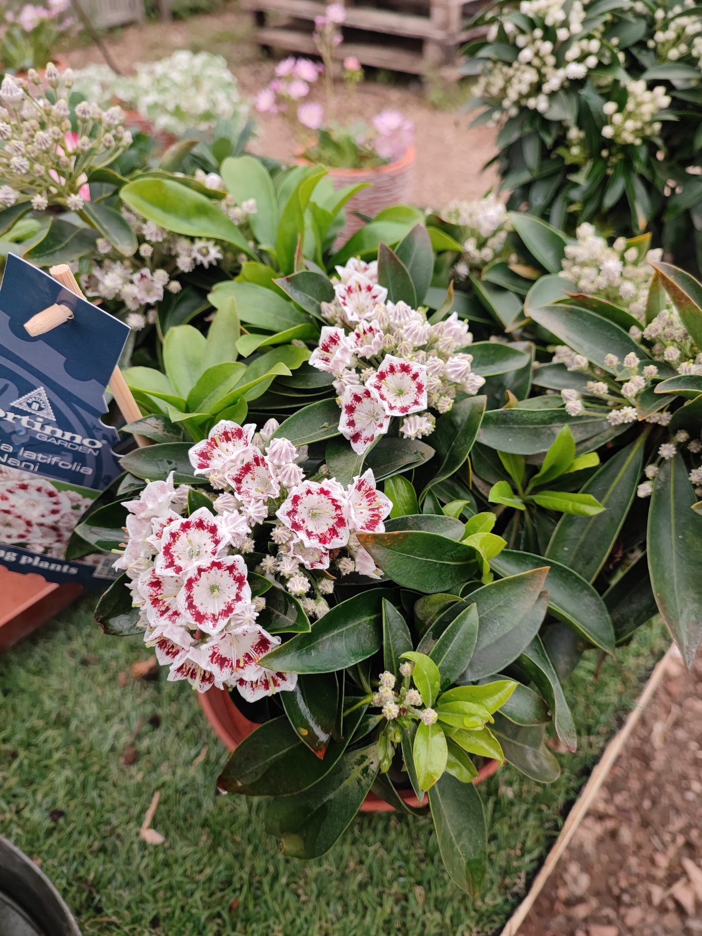 Kalmia