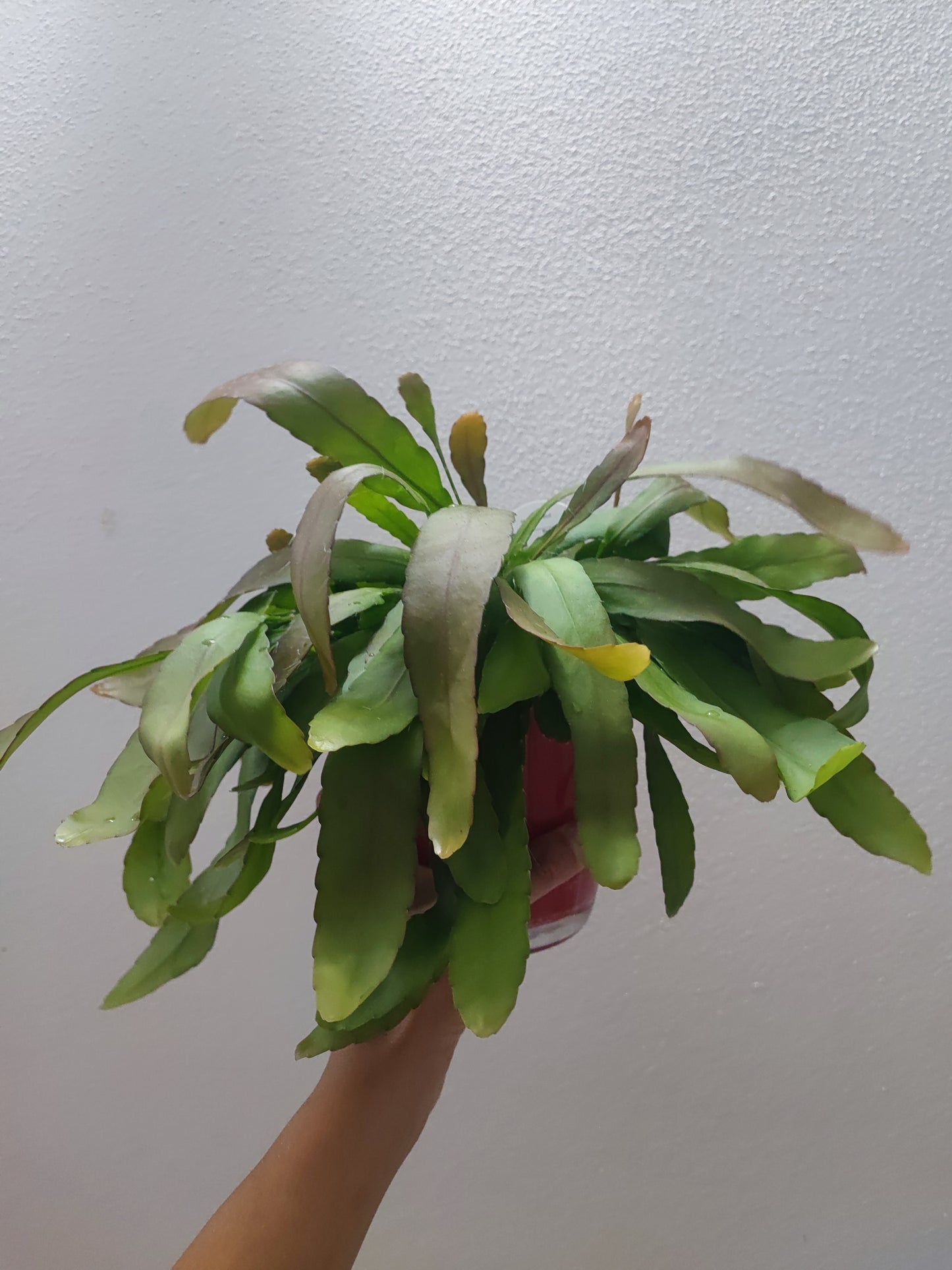 Rhipsalis Red coral